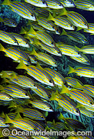 Schooling Blue-stripe Snapper Photo - Gary Bell