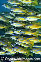 Schooling Blue-stripe Snapper Lutjanus kasmira Photo - Gary Bell