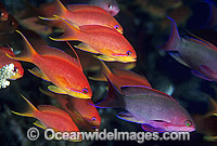 Orange Fairy Basslets and Coral Photo - Gary Bell