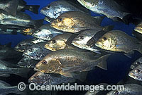 Mangrove Jack under SS Yongala shipwreck Photo - Gary Bell