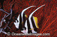 Longfin Bannerfish Heniochus acuminatus Photo - Gary Bell