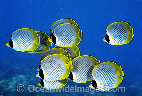 Schooling Eye-patch Butterflyfish photo Schooling Eye-patch Butterflyfish photo