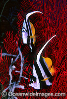 Longfin Bannerfish Heniochus acuminatus Photo - Gary Bell