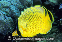 Latticed Butterflyfish Chaetodon rafflesi Photo - Gary Bell