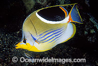 Saddled Butterflyfish Chaetodon ephippium Photo - Gary Bell
