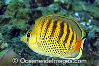 Spot-banded Butterflyfish Chaetodon punctatofasciatus Photo - Gary Bell