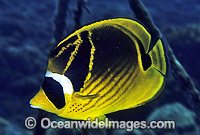 Racoon Butterflyfish Chaetodon lunula Photo - Gary Bell