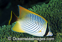 Chevroned Butterflyfish Chaetodon trifascialis Photo - Gary Bell