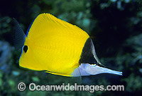 Long-nose Butterflyfish Forcipiger flavissimus Photo - Gary Bell