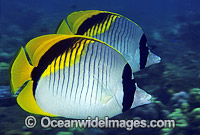 Lined Butterflyfish Chaetodon lineolatus Photo - Gary Bell