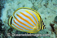 Ornate Butterflyfish Chaetodon ornatus Photo - Gary Bell