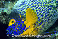 Yellowmask Angelfish Photo - Gary Bell