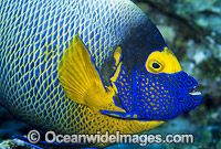 Yellowmask Angelfish Pomacanthus xanthometopon Photo - Gary Bell