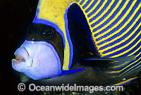 Emperor Angelfish Pomacanthus imperator Photo - Gary Bell