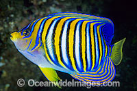 Regal Angelfish Pygoplites diacanthus Photo - Gary Bell