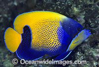 Blue-girdled Angelfish Photo - Gary Bell