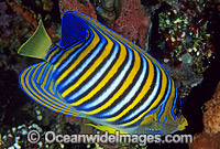 Regal Angelfish Pygoplites diacanthus Photo - Gary Bell