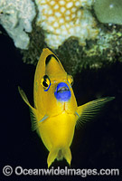 Three-spot Angelfish Apolemichthys trimaculatus Photo - Gary Bell