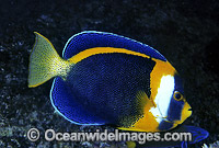 Scribbled Angelfish Chaetodontoplus duboulayi Photo - Gary Bell