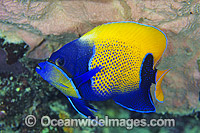 Blue-girdled Angelfish Pomacanthus navarchus Photo - Gary Bell