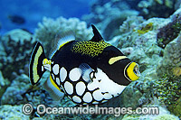 Clown Triggerfish Balistes conspicillum Photo - Gary Bell
