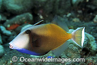 Half-moon Triggerfish Sufflamen chrysopterum Photo - Gary Bell