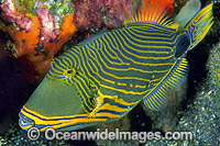 Orange-lined Triggerfish Balistapus undulatus Photo - Gary Bell