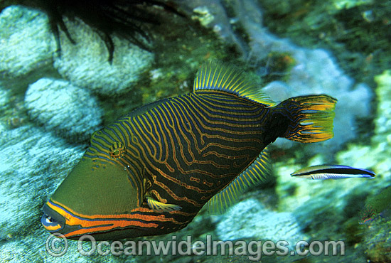 Orange-lined Triggerfish Balistapus undulatus photo Orange-lined Triggerfish Balistapus undulatus photo