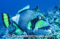 Titan Triggerfish Balistoides viridescens Photo - Gary Bell