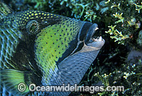 Titan Triggerfish Balistoides viridescens Photo - Gary Bell