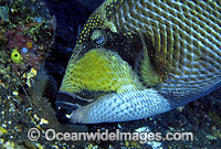 Titan Triggerfish aerating egg cluster Photo - Gary Bell
