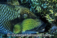 Titan Triggerfish aerating egg cluster Photo - Gary Bell