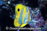 Beaked Coralfish Chelmon rostratus Photo - Gary Bell