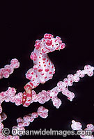 Pygmy Seahorse on Gorgonian Fan Coral Photo - Gary Bell