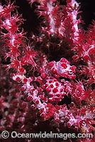 Pygmy Seahorse Photo - Gary Bell
