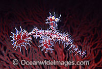Harlequin Ghost Pipefish Solenostomus paradoxus Photo - Gary Bell