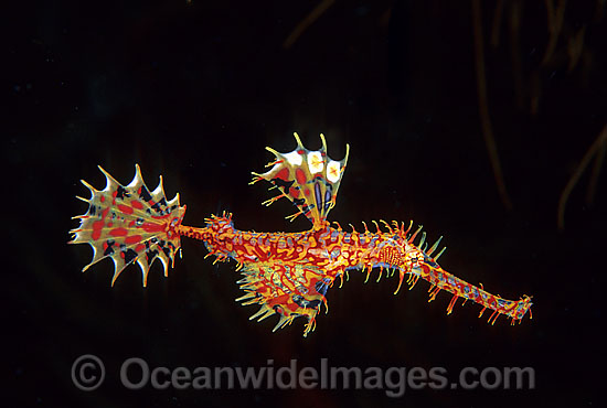 Harlequin Ghost Pipefish Solenostomus paradoxus photo
