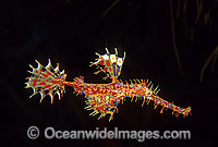 Harlequin Ghost Pipefish Solenostomus paradoxus Photo - Gary Bell