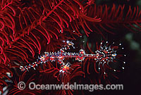 Harlequin Ghost Pipefish Photo - Gary Bell