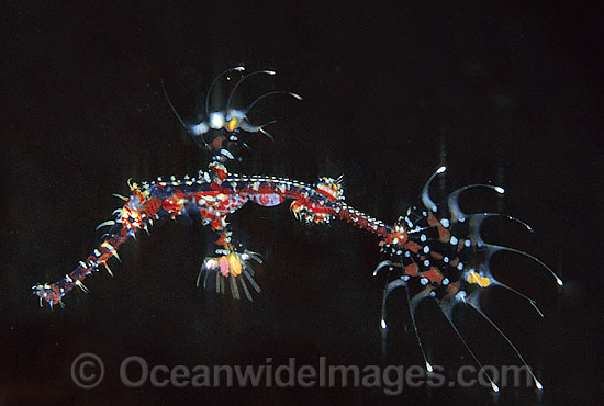 Ornate Ghost Pipefish photo Ornate Ghost Pipefish photo
