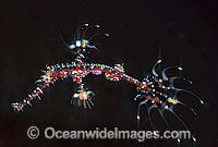Ornate Ghost Pipefish Photo - Gary Bell
