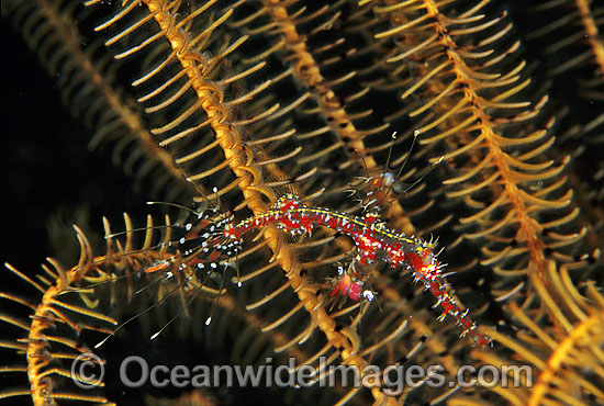 Harlequin Ghost Pipefish hiding in Crinoid Featherstar photo