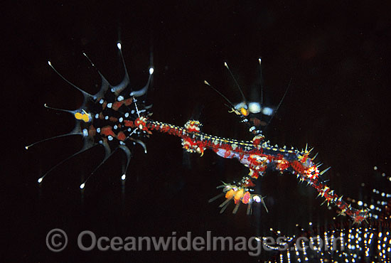Harlequin Ghost Pipefish photo Harlequin Ghost Pipefish photo