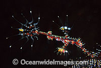 Harlequin Ghost Pipefish Photo - Gary Bell