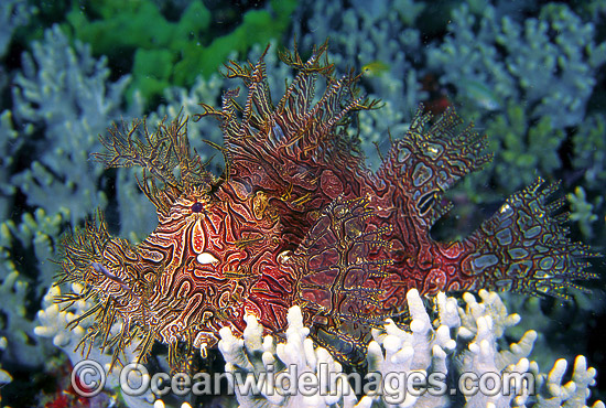 Lacy Scorpionfish Rhinopias aphanes photo Lacy Scorpionfish Rhinopias aphanes photo