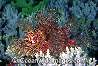 Lacy Scorpionfish Rhinopias aphanes Photo - Gary Bell