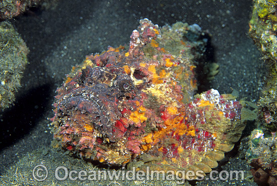 Extremely venomous Reef Stonefish photo Extremely venomous Reef Stonefish photo