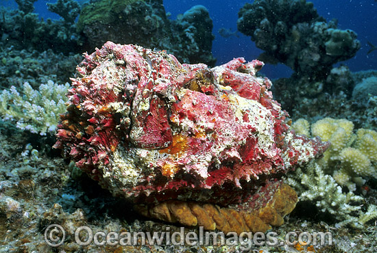 Reef Stonefish Synanceia verrucosa photo Reef Stonefish Synanceia verrucosa photo