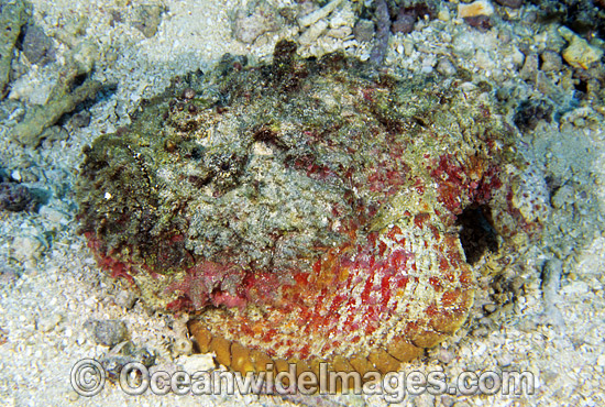 Reef Stonefish Synanceia verrucosa photo Reef Stonefish Synanceia verrucosa photo