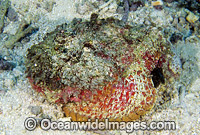 Reef Stonefish Synanceia verrucosa Photo - Gary Bell